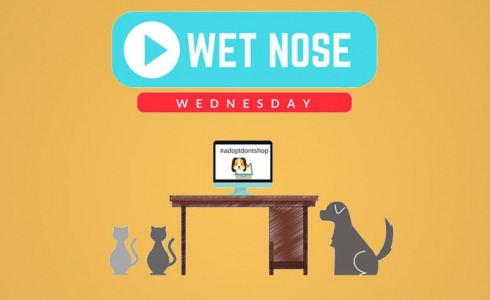 Greenville thumbnail wetnose